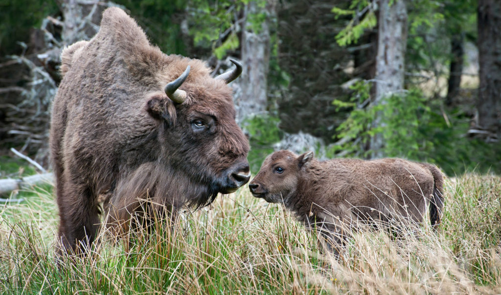 Parc animalier Promenade en calèche RESERVE DES BISONS D'EUROPE