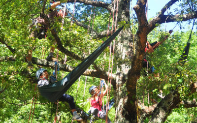 Grimpe d’arbres : pour vivre heureux, goûtez perché !