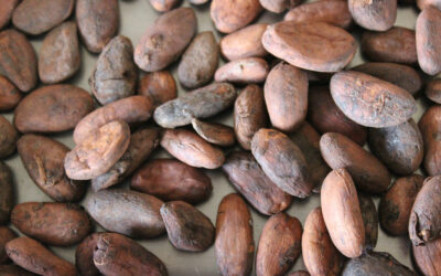 Bean to Bar, chocolatier d’un jour