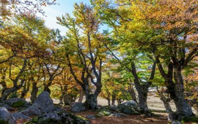 A la découverte de la forêt magique