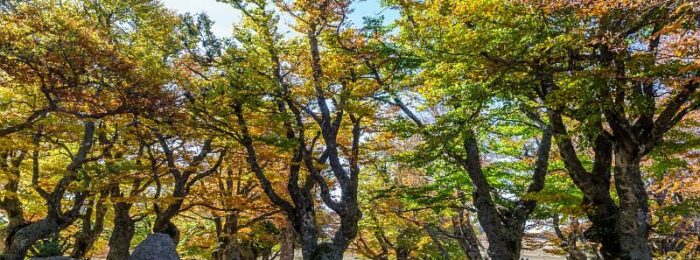 A la découverte de la forêt magique