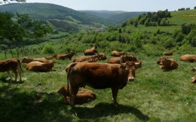 Mazel, station Mt Lozère