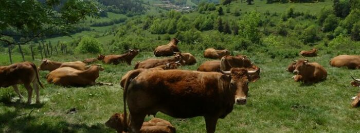 Mazel, station Mt Lozère