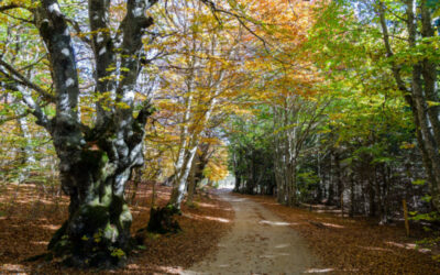 Bois de la Méjarié – VTT n°8