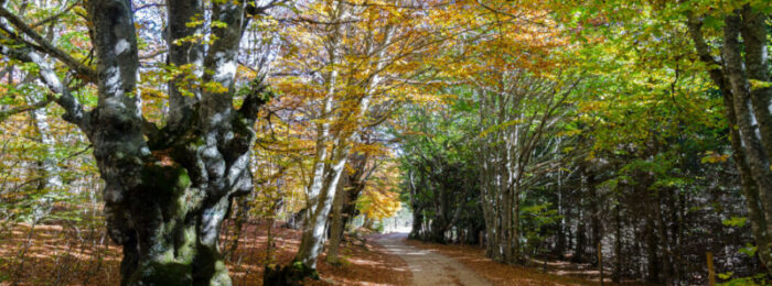 Bois de la Méjarié – VTT n°8