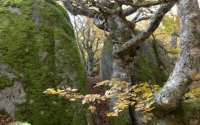 Bayard – VTT n°6