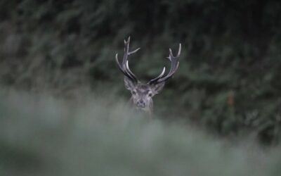 GRÉGORY CHAMMING&rsquo;S – EN QUÊTE DU VIVANT