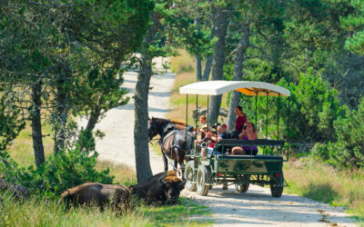 RESERVE DES BISONS D&rsquo;EUROPE