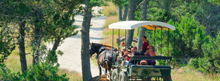 RESERVE DES BISONS D&rsquo;EUROPE