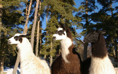 FERME LA TOISON D&rsquo;OR