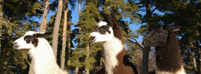 FERME LA TOISON D&rsquo;OR